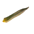 Okra